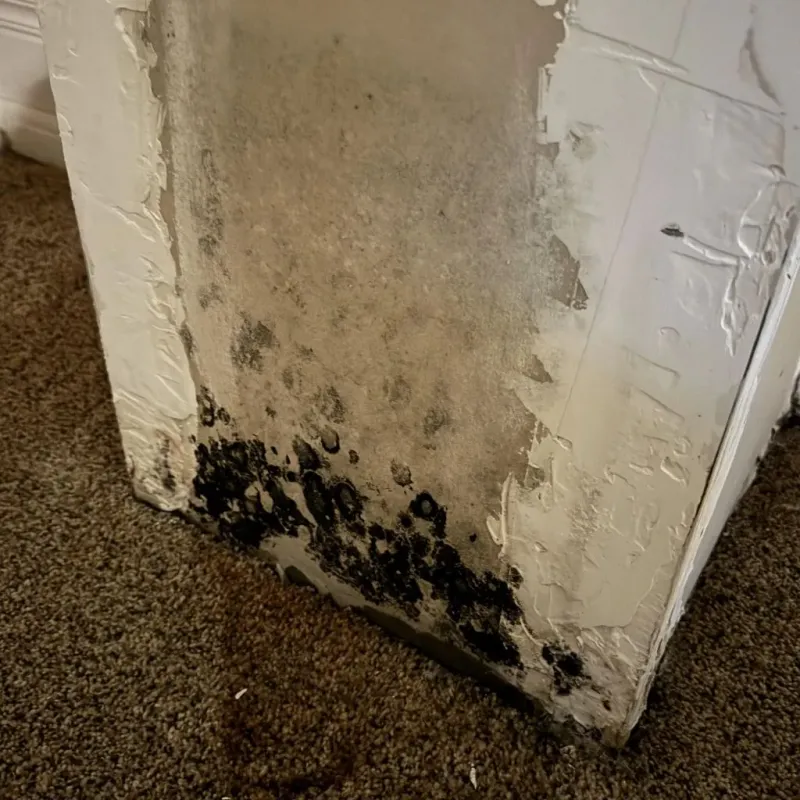 Professional Mold Removal in Roy, UT